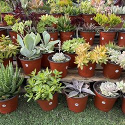 Variety Of Succulents Plants 