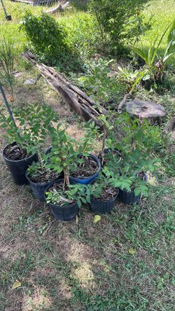 Crape Myrtle (pink)