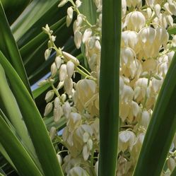 Palma Yuca Sus Flores Son Comestibles Está Muy Grande Mide Como Ocho Pies O Más 