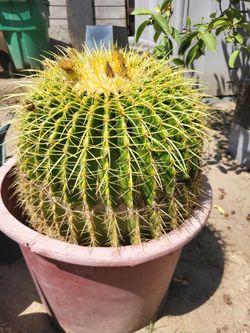 Cactus
