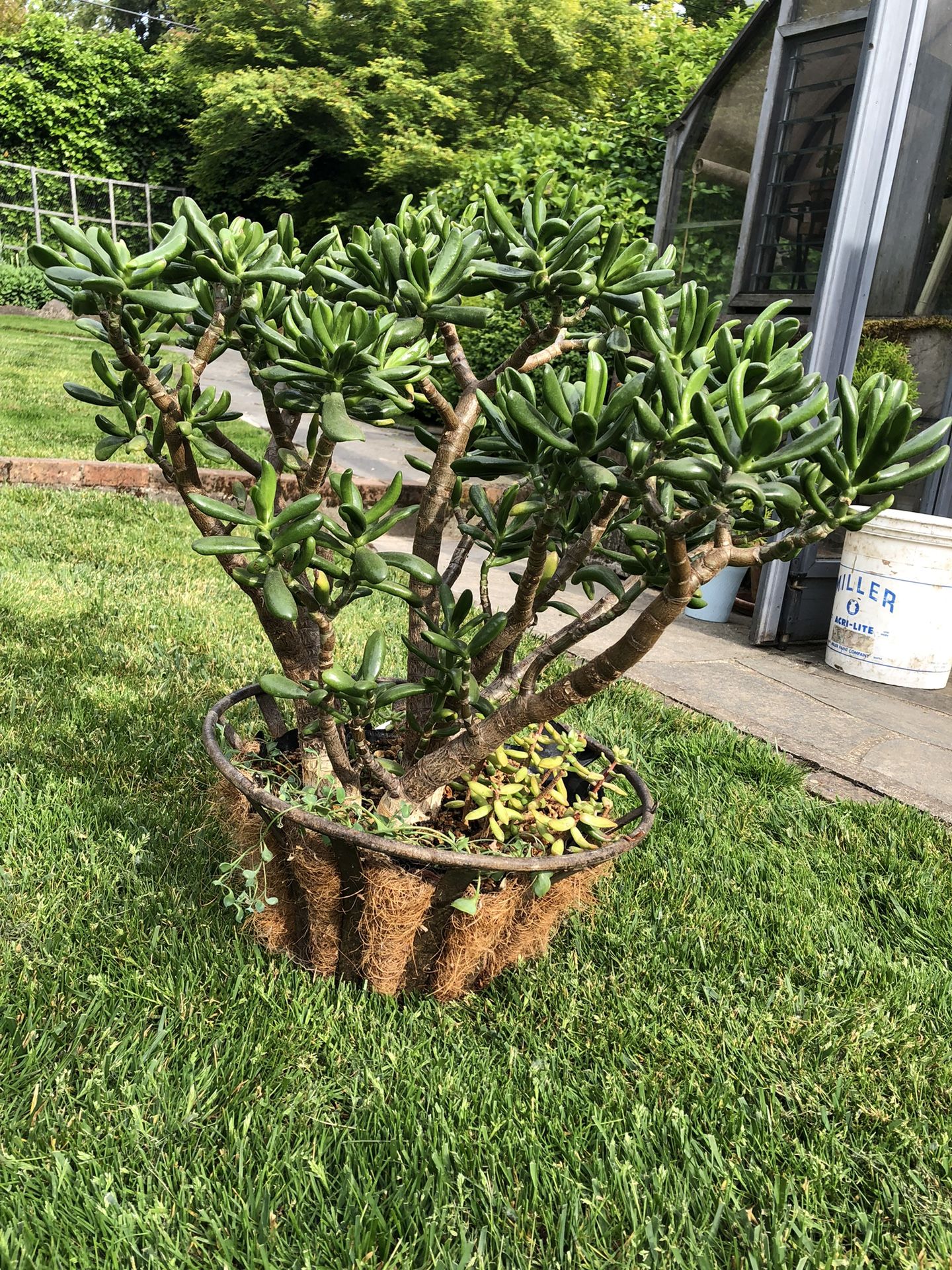 Lovely, large Baby Toes Plant (succulent)