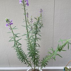 🦋Purple Toadflax Perennial Plant.