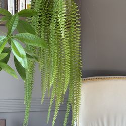 Sword Fern