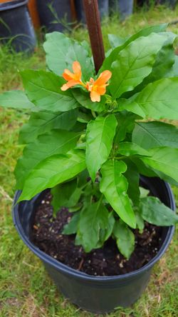 Crossandra kanakambaram firecracker seed tropical