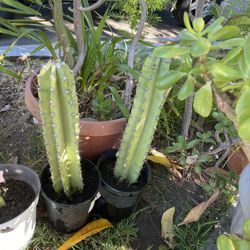 Tall Cactus Fruit 3-5 Feet
