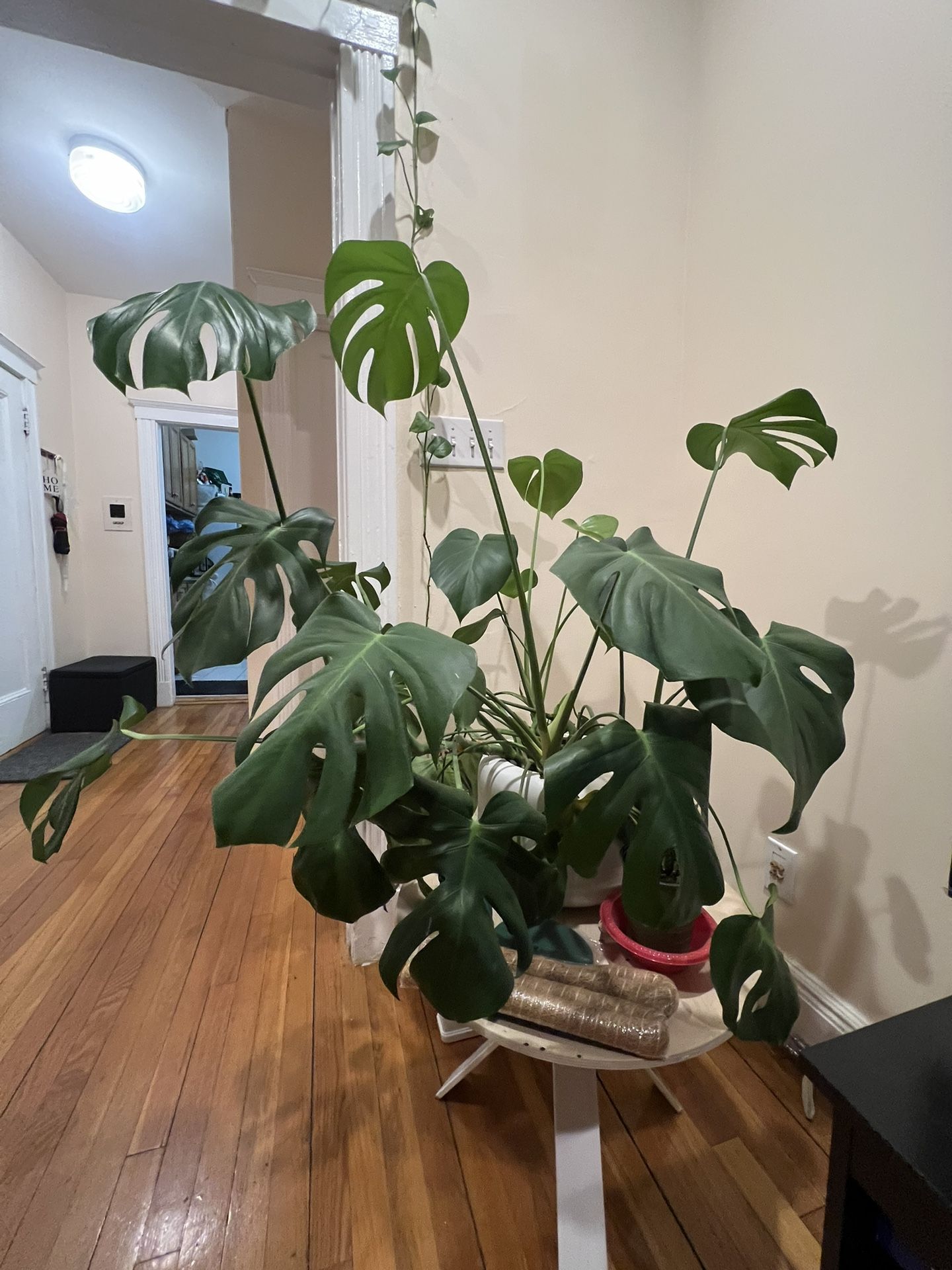 Full grown Monstera plant in a huge CB2 planter
