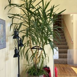 Large Indoor Plant