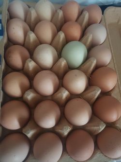 Farm fresh eggs
