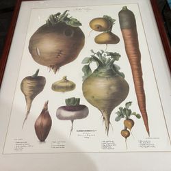 Large Framed Botanical Print