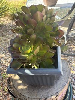 Spring Plant