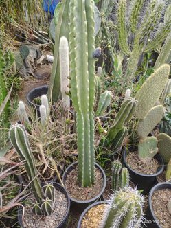 Peruvian apple cactus plant