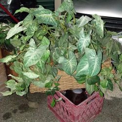 Vintage Artificial Plant And Basket