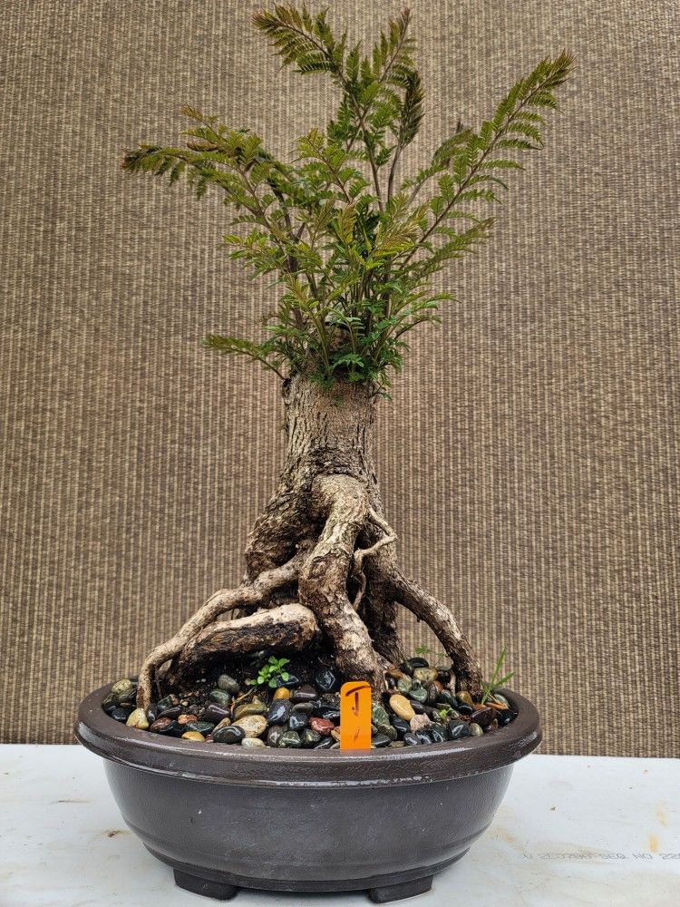 Old Blue Jacaranda Bonsai Tree 