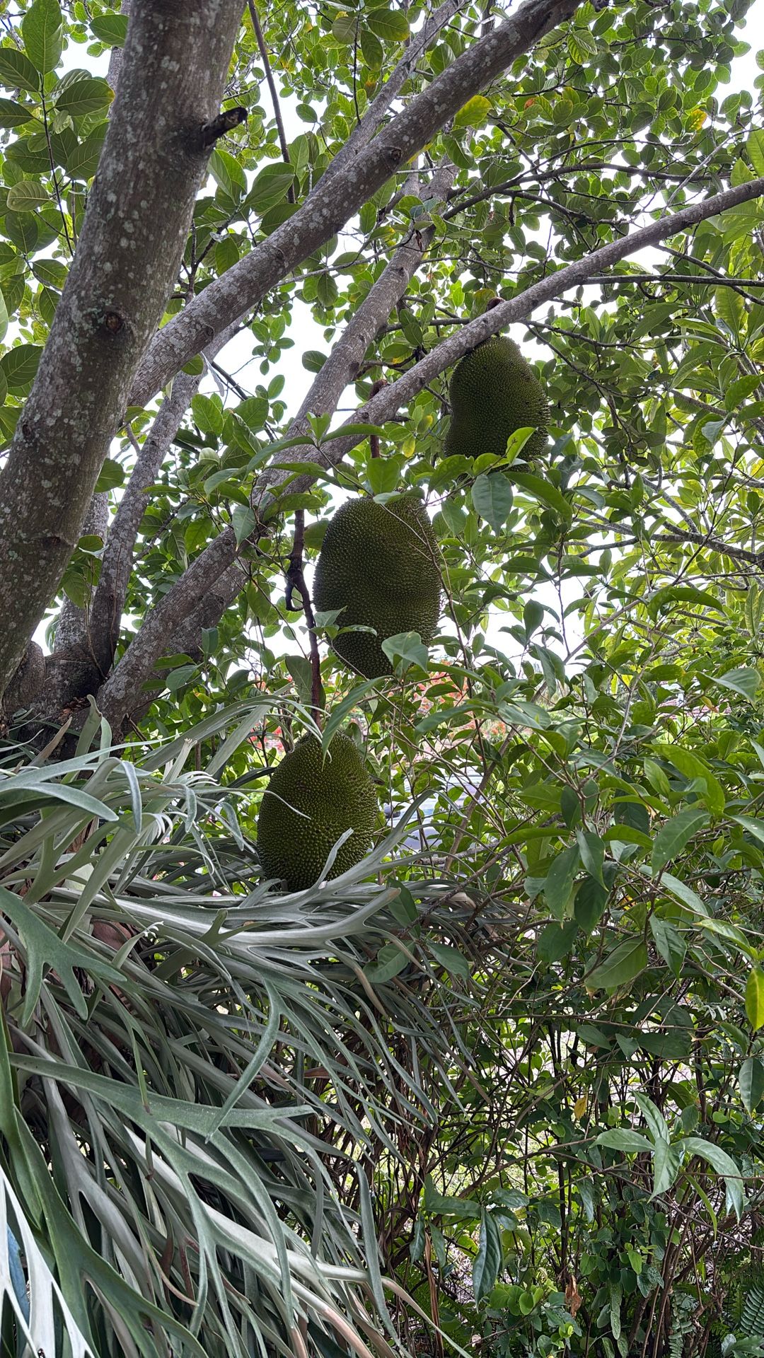 Jackfruit
