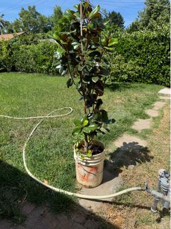 Magnolia G teddy bear