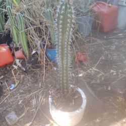 Wherever I Cactus Plant