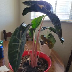 Pink Dragon Alocasia Plant