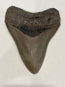 Genuine 3.9” Fossil Megalodon Shark Tooth – Complete Root & Bourlette, Natural, No Repairs
