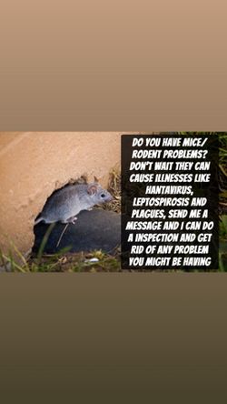 Rodent or mice problem I can help you