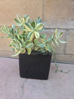 Jade Suculent Plant
