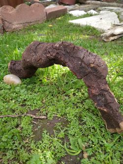 Genuine Driftwood For Aquariums Terrariums Decor 