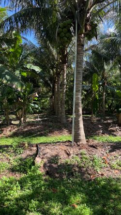 Palm Trees 15-25ft