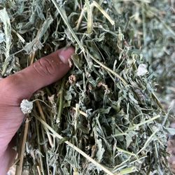 Alfalfa Hay