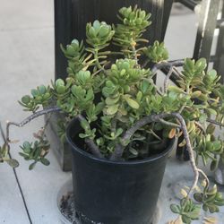 $7 Jade Plant