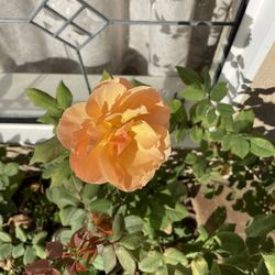 Beautiful Rose Plant