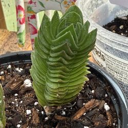 Pygmyweed Starts