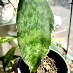 Snake Plant Masoniana