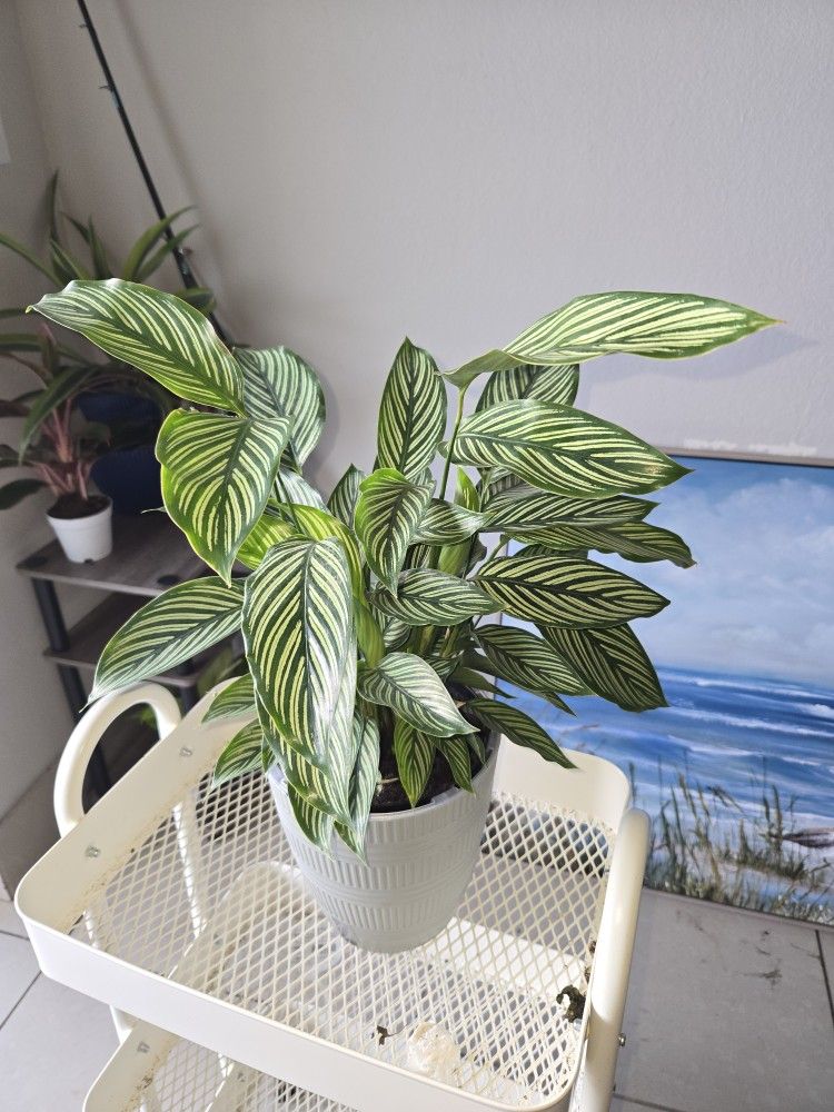 Pin Stripe CALATHEA