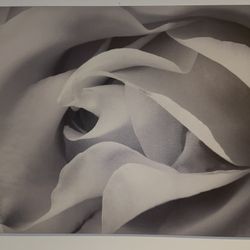 Rose Canvas Art Painting