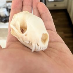 Taxidermy Skunk Skulls!! $25 Each 
