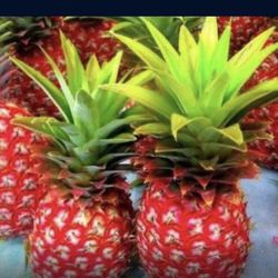 Red Mini Pineapple Seedling Plant 3 Gallon