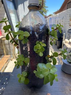 Shabby real hanging plant in a bottle