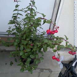 Blooming Fuchsia , Big Flowers Partial Sun Plant. In 5 Gallons Pot Pick Up Only