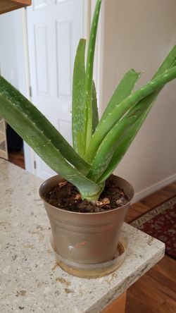 Aloe vera Healthy and best air purifying house plant in the new pot