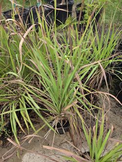Lemongrass 1gallon 2ft Tall 
