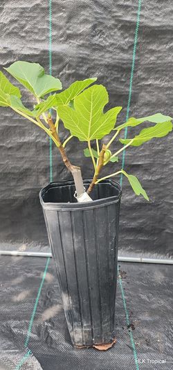 🌿 Rare BNR Fig Tree with Fruit! | Air-Layered | 2-Gallon Tall Pot 🌿