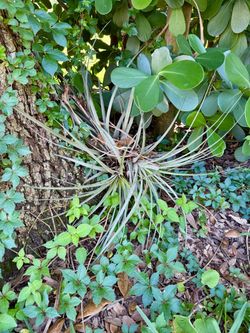 Tillandsia (air plants)