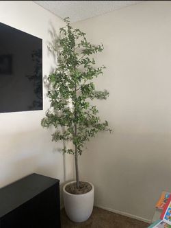 8ft plant tree with ceramic pot