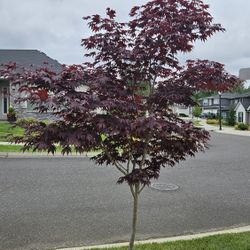 Japanese Maple