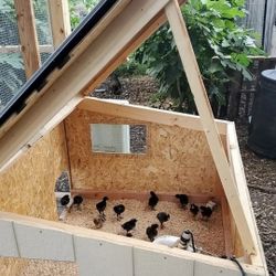 Farm Fresh Eggs & Chicks Available