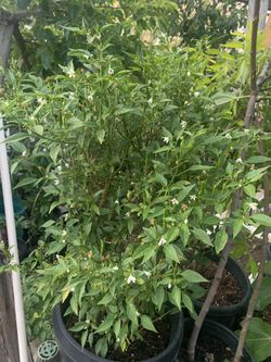 Big Mature Thai Chili Plant