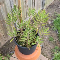 Kalanchoes ($10 Each)
