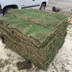 Bermuda Grass 