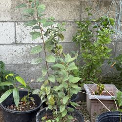 Apple Tree