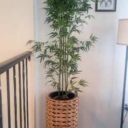 Decorative Indoor Plants w/ Modern Planters - $60 for Both or $35 Each