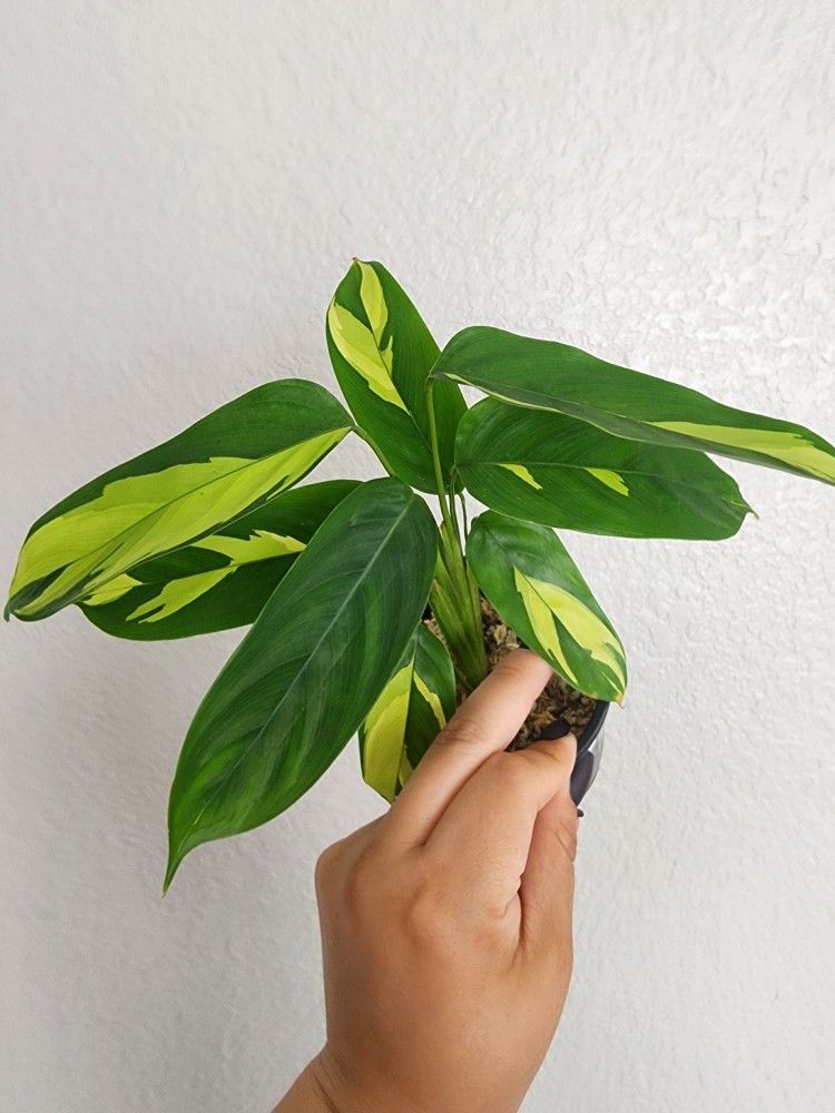 Calathea Pilosa